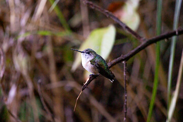 Colibri Selasphorus Trochilidae 