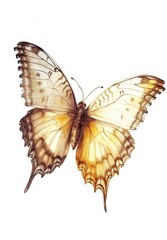 Butterfly with realistic wing details on a clean white background