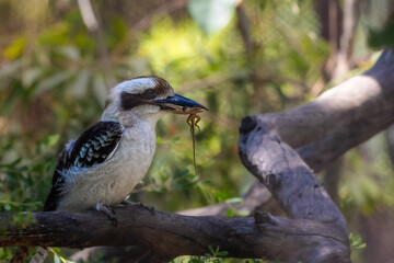 2023-12-31 KOOKABIRD SITTING ON A WOODEN BRANCH WITH A LIZARD IN ITS MOUTH WITH A BLURRY BACKGROUND