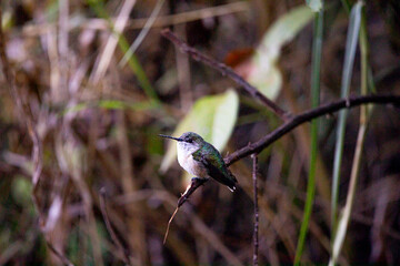Colibri Selasphorus Trochilidae  © JP STUDIO