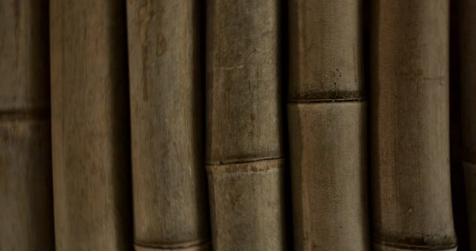 Closeup, nature and bamboo in environment in Japan for ecology, natural textures and culture. Tree, pattern and color from foliage, forest landscape and the woods in a Japanese garden with 360 motion