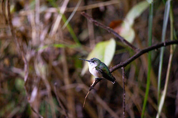 Colibri Selasphorus Trochilidae  © JP STUDIO