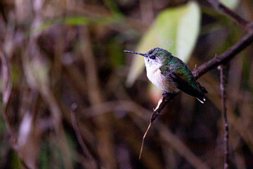 Colibri Selasphorus Trochilidae  © JP STUDIO