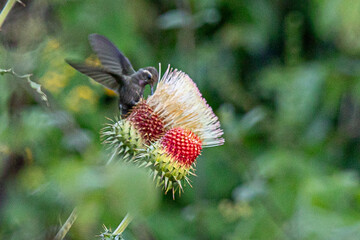 Phaethornis es un género de aves apodiformes de la familia de los colibrís (Trochilidae). Son...