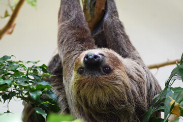 tree sloth upside down in a tree © Rafael