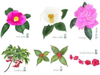 日本の冬に見られる可愛い、縁起の良い植物