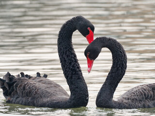 Two black swans swimming on lake, natural abstract background. Beautiful wildlife concept. Gentle nature image, romantic artistic scene. wildlife concept.