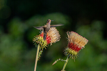 Phaethornis es un género de aves apodiformes de la familia de los colibrís (Trochilidae). Son conocidos comúnmente como ermitaños.