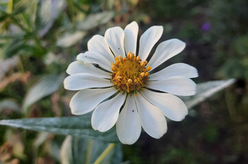 Obraz premium Beautiful Zinnia flowers in the gardens.