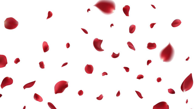 Valentine's day Vector red symbols of love border for romantic banner or Red rose petals will fall on abstract floral background with gorgeous rose greeting card design. on transparent background