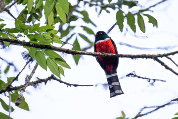 Coa Mexicana, Pájaro Bandera, trogon