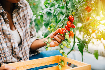 A black woman farmer smiling and working in a sunny greenhouse picks fresh red tomatoes. Carefully...