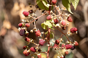El género Rubus agrupa a especies de plantas de la familia de las rosáceas, subfamilia Rosoideae. 