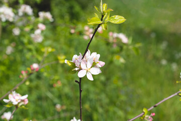 Beautiful white flowers on a branch of an apple tree against the background of a blurred garden. Apple tree blossom. Spring background