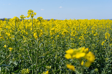 Field of colza rapeseed yellow flowers and blue sky. Oilseed, canola, colza. Nature background. Spring landscape. Ukraine agriculture illustration