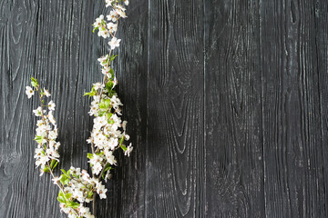 Spring cherry blossoms on old wooden background. Spring concept