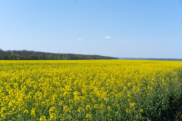 Field of colza rapeseed yellow flowers and blue sky. Oilseed, canola, colza. Nature background. Spring landscape. Ukraine agriculture illustration