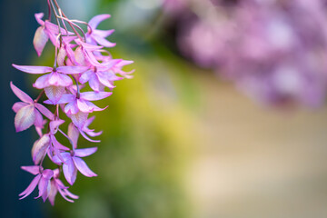 Elegant Dendrobium Aphyllum Orchid in Bloom – Floral Beauty with Soft Bokeh Background