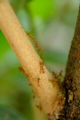 The rangrang is a large red ant that is known to have a high ability to form webbing for its nest. In English it is called a weaver ant. Oecophylla