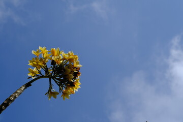 garden salad. romaine lettuce, shaved carrots, purple cabbage, cucumber. olive oil dressing. wooden table. 