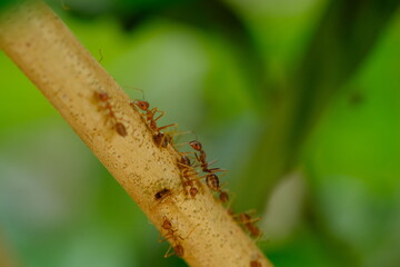 The rangrang is a large red ant that is known to have a high ability to form webbing for its nest. In English it is called a weaver ant. Oecophylla