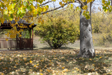 Dark colored wooden gazebo outdoors in a backyard garden under a Poplar tree with autumn colored...