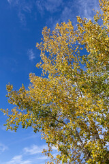 Looking up from directly below at the autumn colored leaves of a Poplar tree and a dark blue sky.