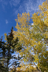 Nature image looking up from directly below at an autumn colored Poplar tree and an evergreen tree against a blue sky.