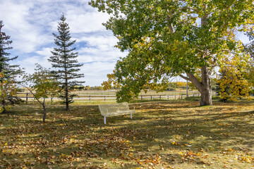 White metal park bench in the shade under a tall Poplar tree with autumn colored leaves in an empty...