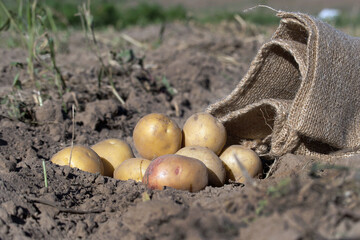 Freshly dug potatoes spill out of burlap sack