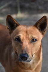 Fototapeta premium Dog