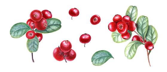 Cowberries with leaves. Red berry, leaf. Set of bearberry, lingonberry. Watercolor illustration isolated on white. For the design of invitation, patterns, cards, greetings, package design, labels