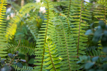 Fresh green fern leaves in a wood. Natural backdrop with foliage. Plants growing in shady Polypodiaceae forest nature. Shallow depth of fields.