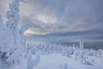 Fototapeta na wymiar landscape with snow covered trees