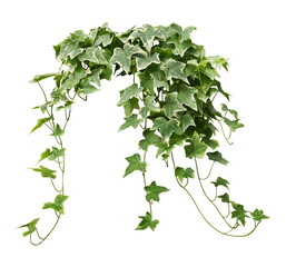 Hanging vine plant green ivy leaves, indoor houseplant isolated on transparent background.