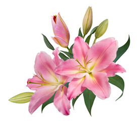 Obraz na płótnie Canvas Beautiful pink lily flower bouquet isolated on transparent background