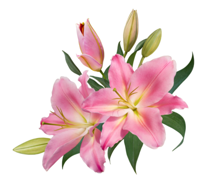 Beautiful pink lily flower bouquet isolated on transparent background
