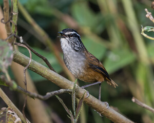 Henicorhina leucophrys