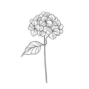 Elegant line drawing of a hydrangea flower. Illustration for invites and cards