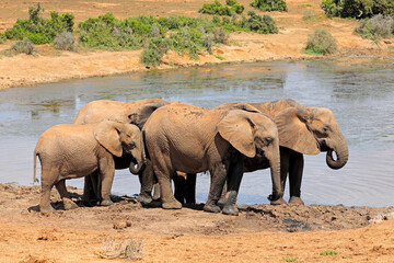 African elephants (Loxodonta africana) at a waterhole, Addo Elephant National Park, South Africa.