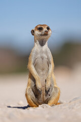 An alert meerkat (Suricata suricatta) sitting upright, Kalahari desert, South Africa.