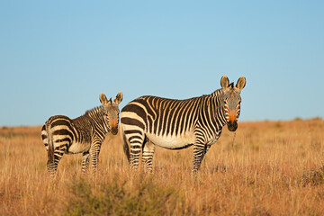A Cape mountain zebra (Equus zebra) mare with foal, Mountain Zebra National Park, South Africa. - obrazy, fototapety, plakaty