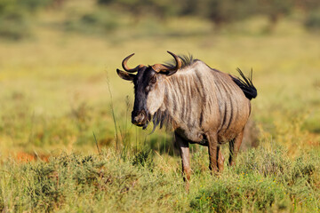 A blue wildebeest (Connochaetes taurinus) in natural habitat, Mokala National Park, South Africa.