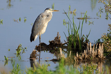 A grey heron (Ardea cinerea) standing in natural habitat, South Africa.