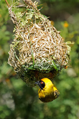 A male southern masked weaver (Ploceus velatus) hanging from its nest, South Africa.