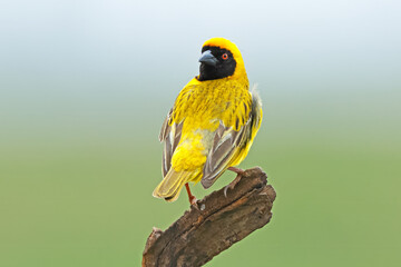 A male southern masked weaver (Ploceus velatus) perched on a branch, South Africa.
