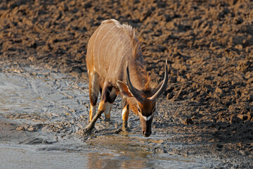 A male Nyala antelope (Tragelaphus angasii) drinking water, Kruger National Park, South Africa.