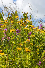 flowers on alpine meadows and grasses with lush vegetation at the height of summer.