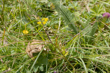 flowers on alpine meadows and grasses with lush vegetation at the height of summer.