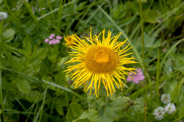 flowers on alpine meadows and grasses with lush vegetation at the height of summer.